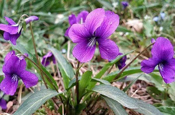 一种紫 野菜 比绿萝颜值高 掐一把养花盆 貌似兰花作用强 植物 野草 小时候