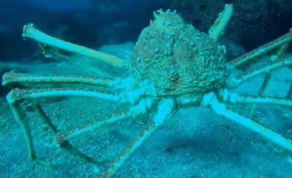 世界上‘最凶猛’的螃蟹，以鲨鱼为食，网友：乖乖到盘里来