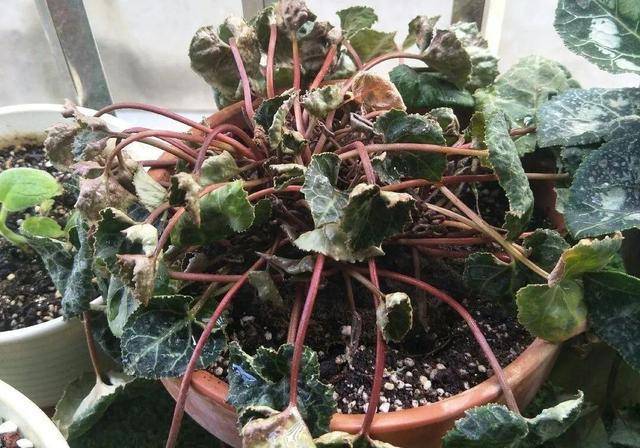 6种花一天不浇水叶子就耷拉缺水3天就死翘