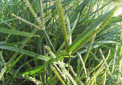 蟋蟀草很常见而且还很好玩拿着斗蟋蟀是绝配