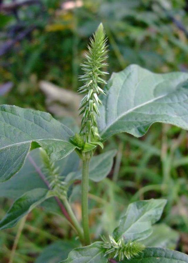 得了脚气真难受清明回家拔棵野草轻松治好见到这草一定珍惜