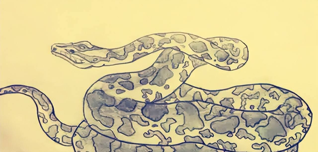 梦境交织,父亲与蛇的隐喻 梦境交织,父亲与蛇的隐喻