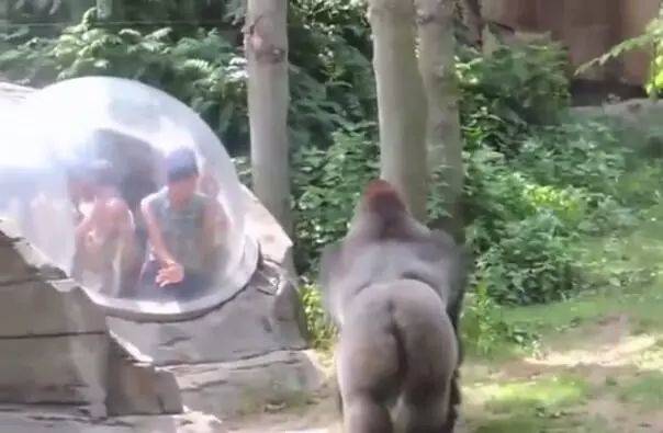 游客近距离接触黑猩猩，隔着玻璃挑逗它，被下一秒动作吓坏了