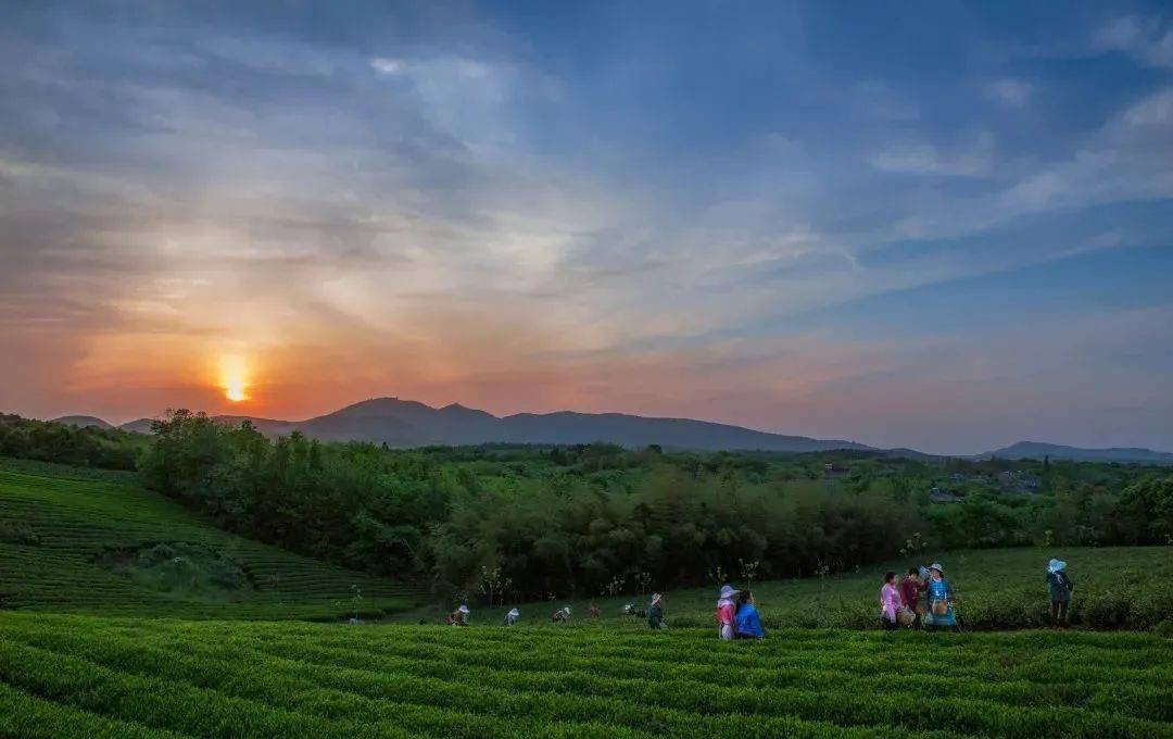 在金坛茅山旅游度假区,可赏山水茶田的迷人胜景,可品"金坛雀舌""茅山