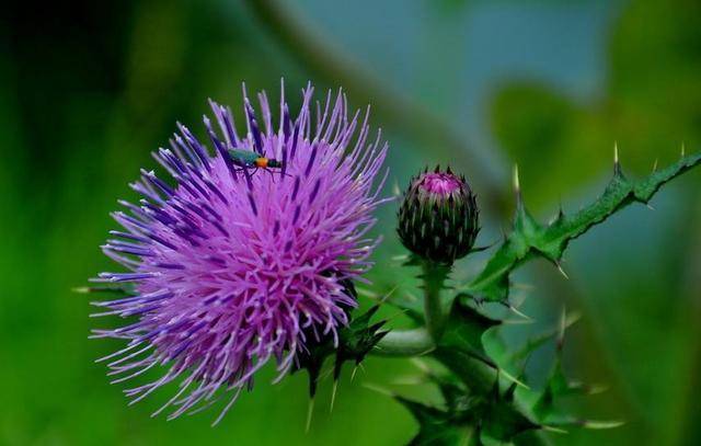 它的名字叫七七芽,也就是我们平时熟悉的小蓟,这种野草,平时我们见到