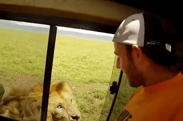 坦桑尼亚游客在森林公园近距离接触狮子，伸手抚摸，险丧命