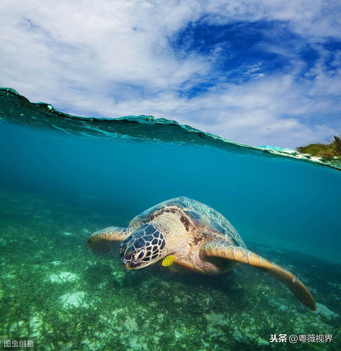 欣赏美丽海湾探秘我国唯一的海龟保护区海龟湾