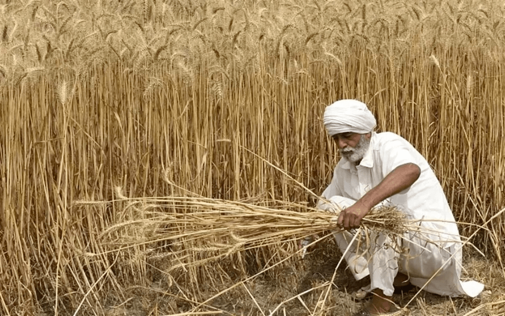 农业_印度政府_全球