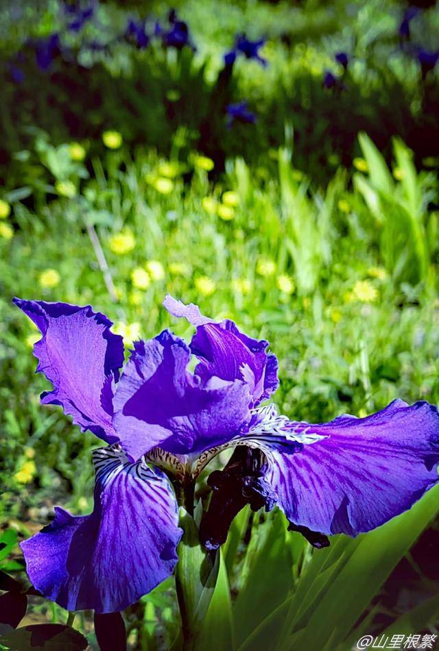 故乡没有鸢尾花|阅读时光_马莲花_风中_月光