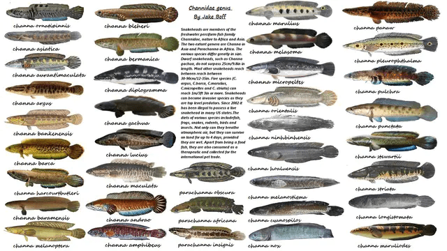 原创鱼塘里横扫一切的黑鱼连食人鱼都不怕它们的天敌是什么鱼
