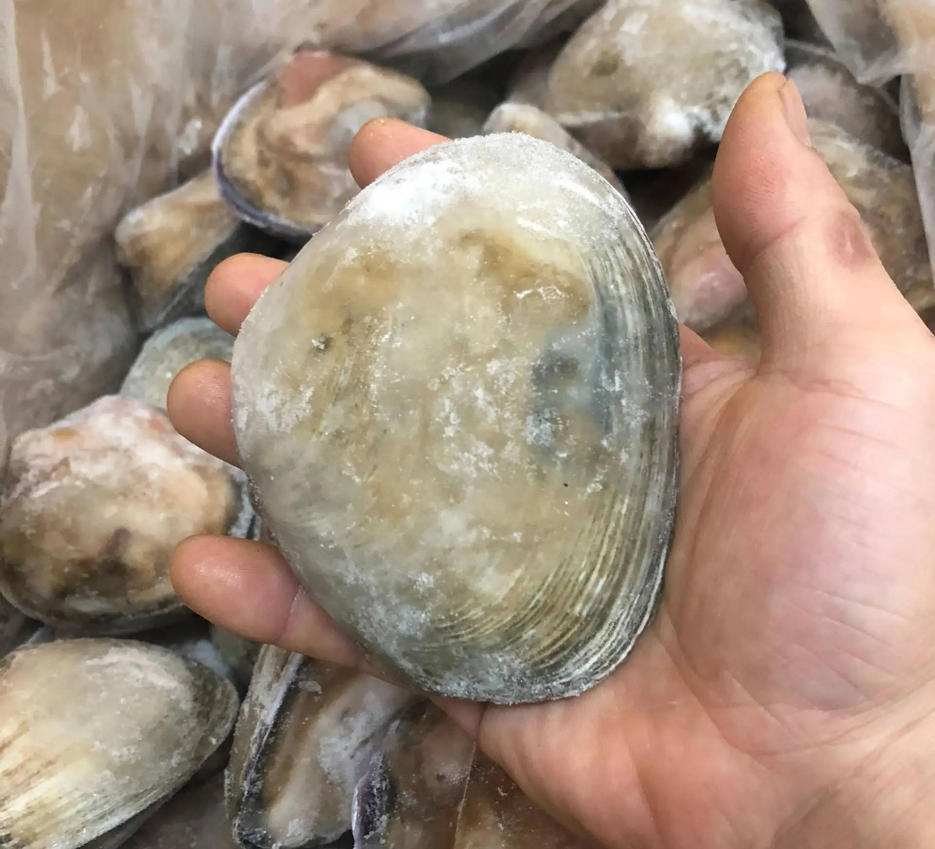 原创小小满月蛤为啥牛气哄哄什么也不吃照样还能繁衍生息