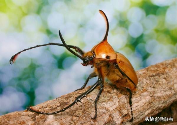 有光泽的漂亮外壳,适合于首次饲养甲虫的玩家.