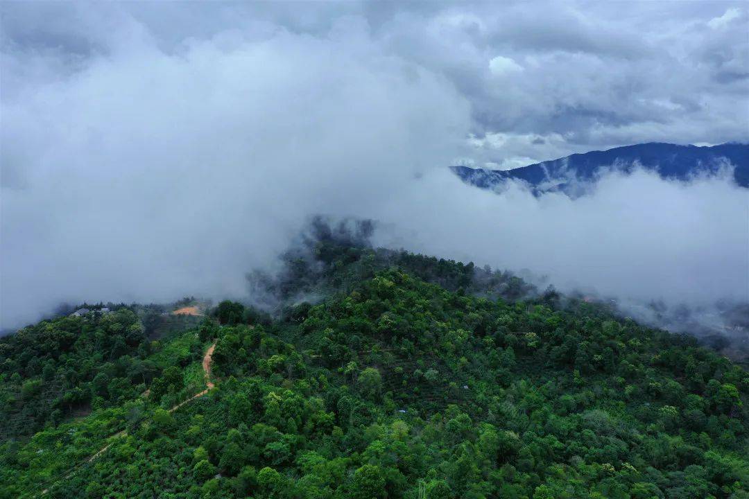 云岭深山观云海,品名茶_赵家琦_茶山_云南