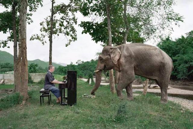 给大象弹钢琴的人