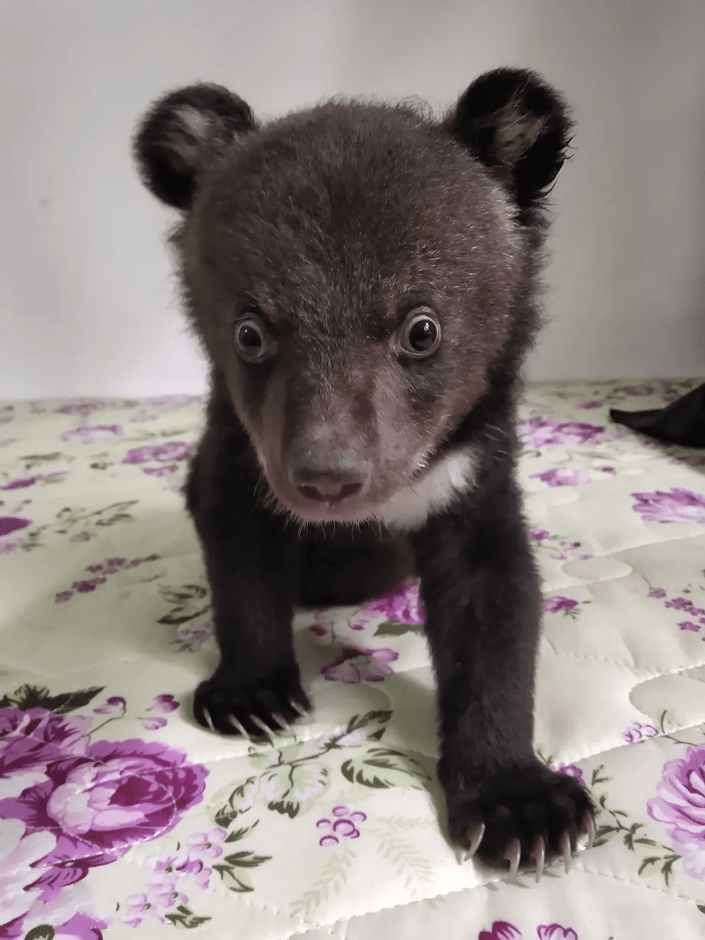 黑熊崽图片