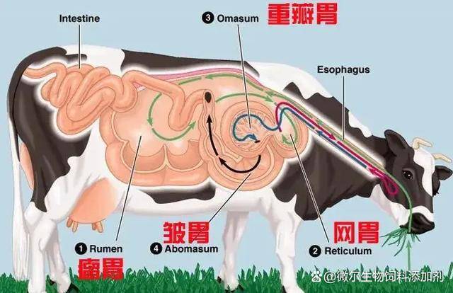 羊的解剖图 内脏图片