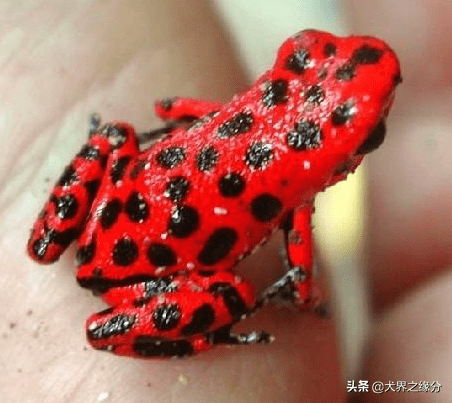 长着一对蜡笔小新粗眉火焰箭毒蛙繁殖成功好似塑胶玩具