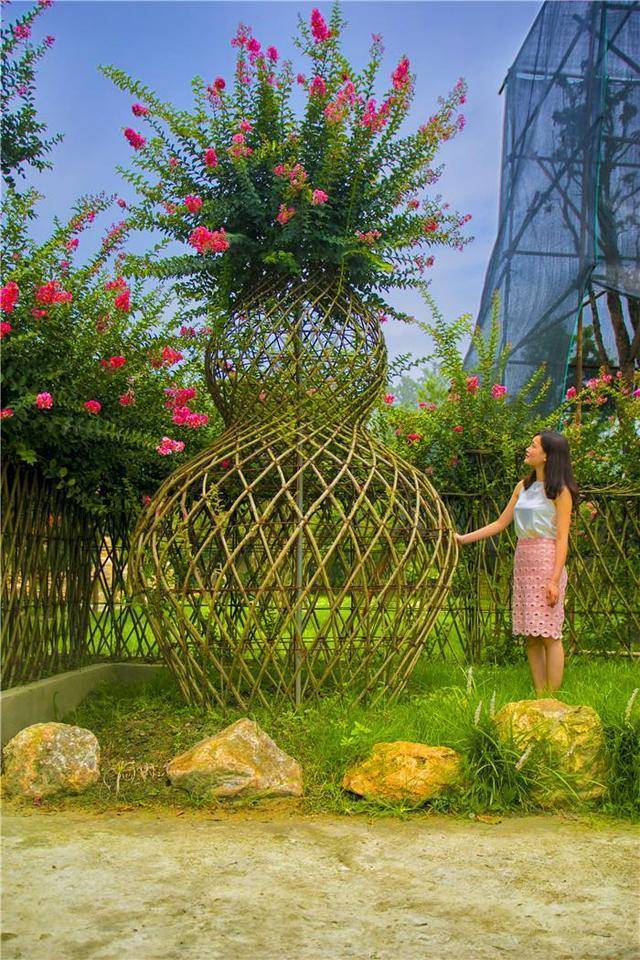 紫薇花变成观音瓶,造型别致价值高,养护简单没有休眠期困扰