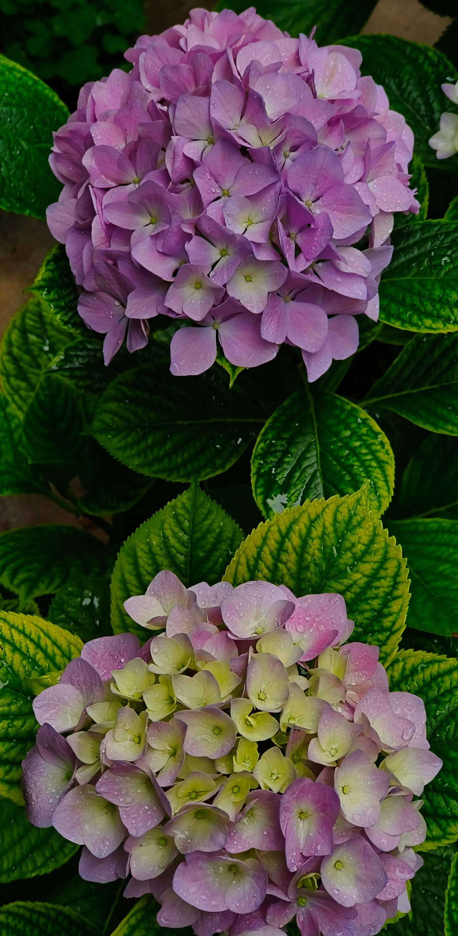 广元惊艳了整个夏天 一株绣球花犹如天空中的云朵 美不胜收 李俊 初夏 生活