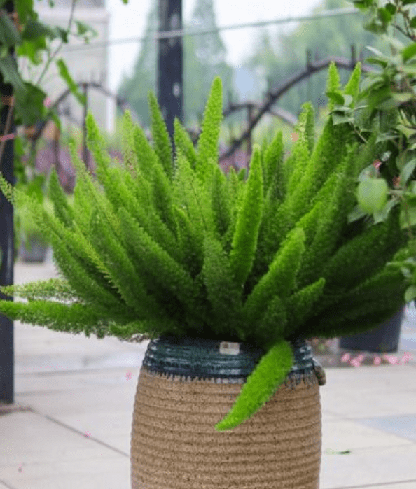 蓝妖:狐尾天门冬的养殖方法和注意事项,掌握这5点,长的很爆_盆栽_植物