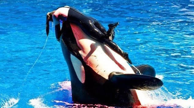 原创作为海洋猎手杀人鲸什么都吃为什么不吃人