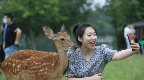 南京明孝陵鹿苑开门：梅花山梅花谷迎回梅花鹿