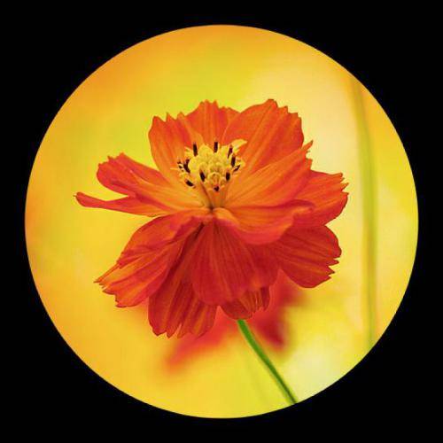 最适合微信头像的图片超美的花朵组图