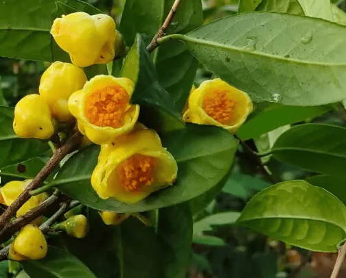 金花茶被誉为植物熊猫,花色耀眼,带你了解一下