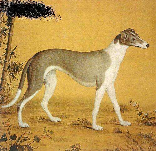 原创长安十二时辰中的细犬古老的狩猎犬种