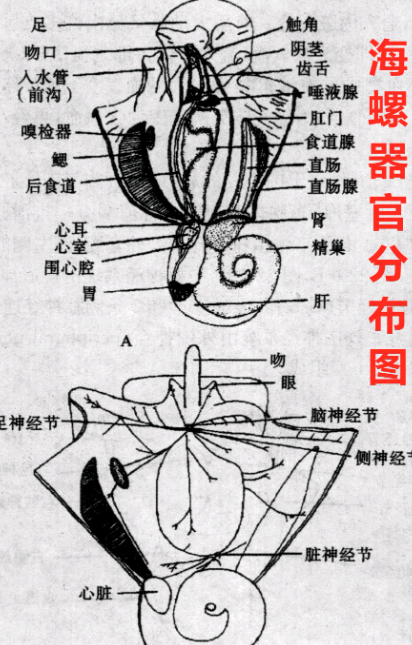 海螺平面解剖图图片