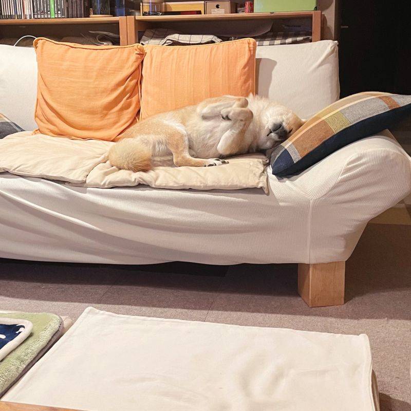 摇摆柴犬上线拍屁屁启动跳舞模式