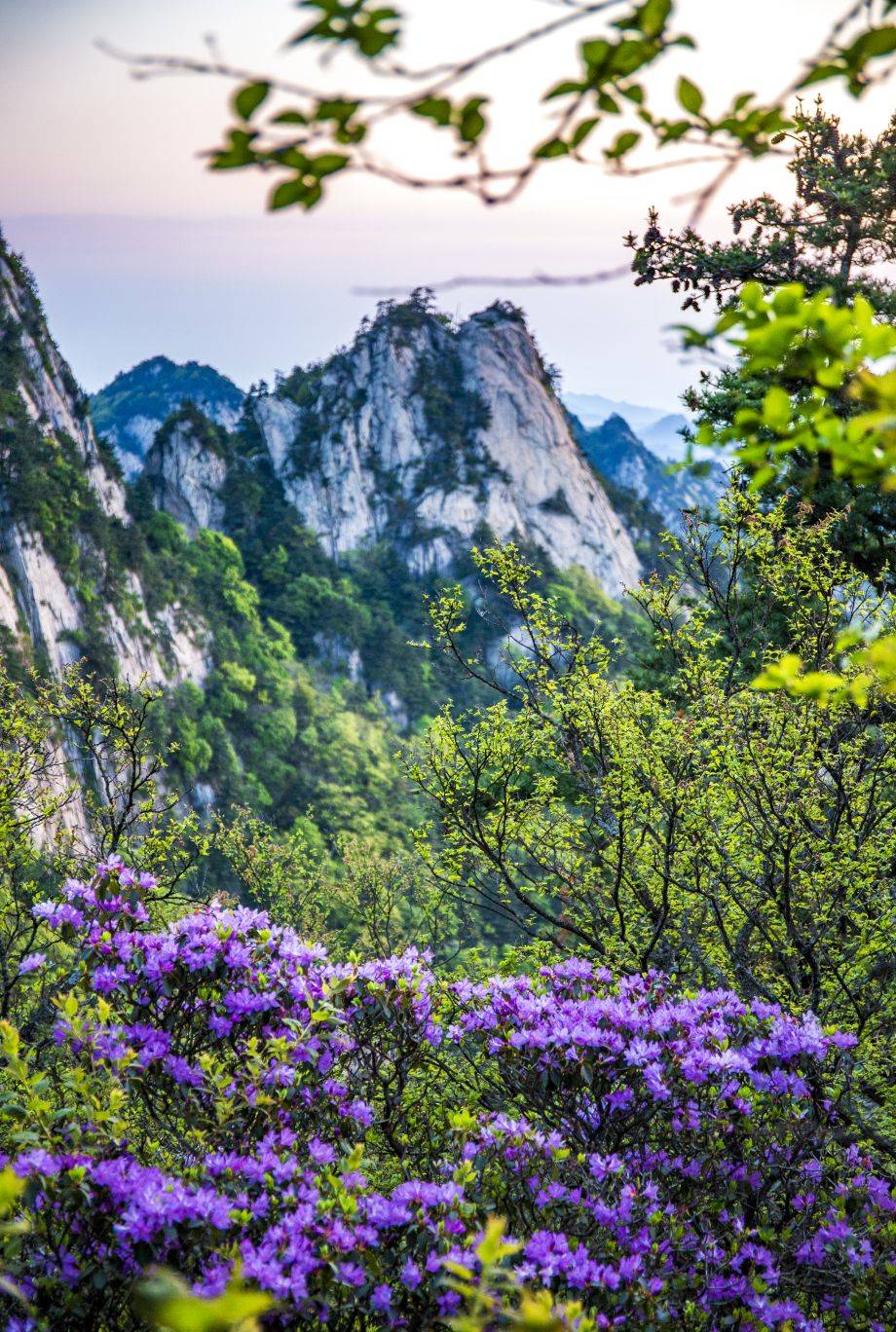 鲁山县平沟杜鹃岭图片