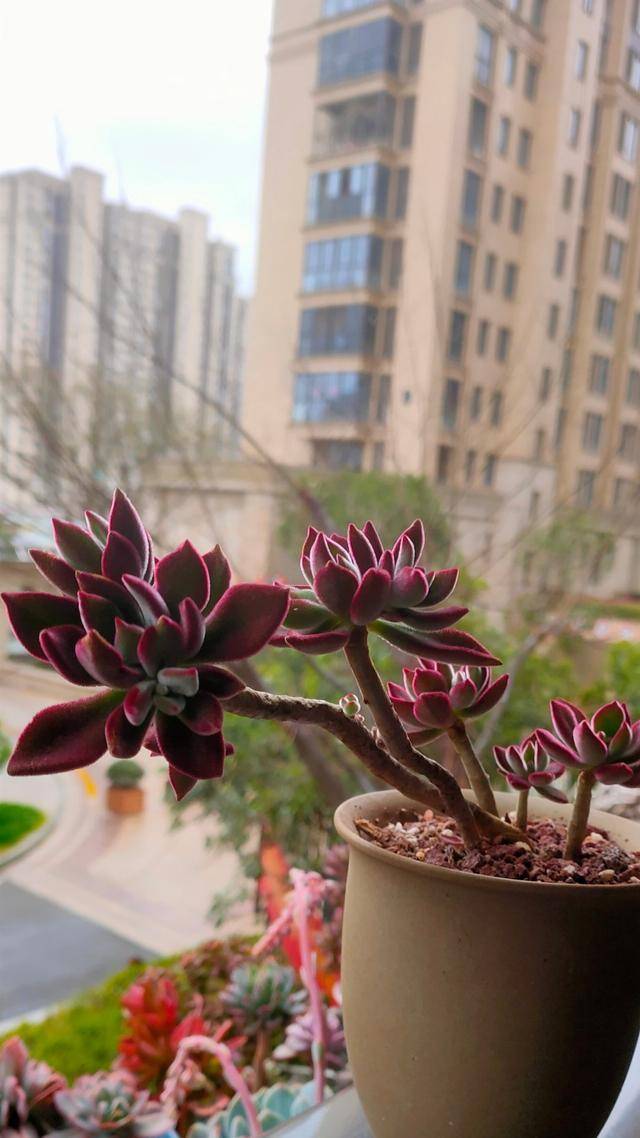 九月养多肉锦晃星,掌握"三技巧",首先喷洒水雾让叶片保持饱满状态