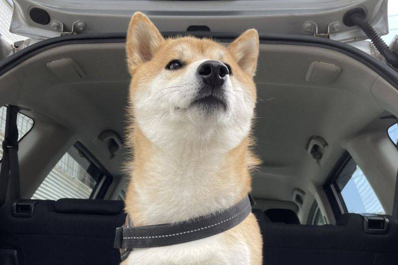 摇摆柴犬上线拍屁屁启动跳舞模式