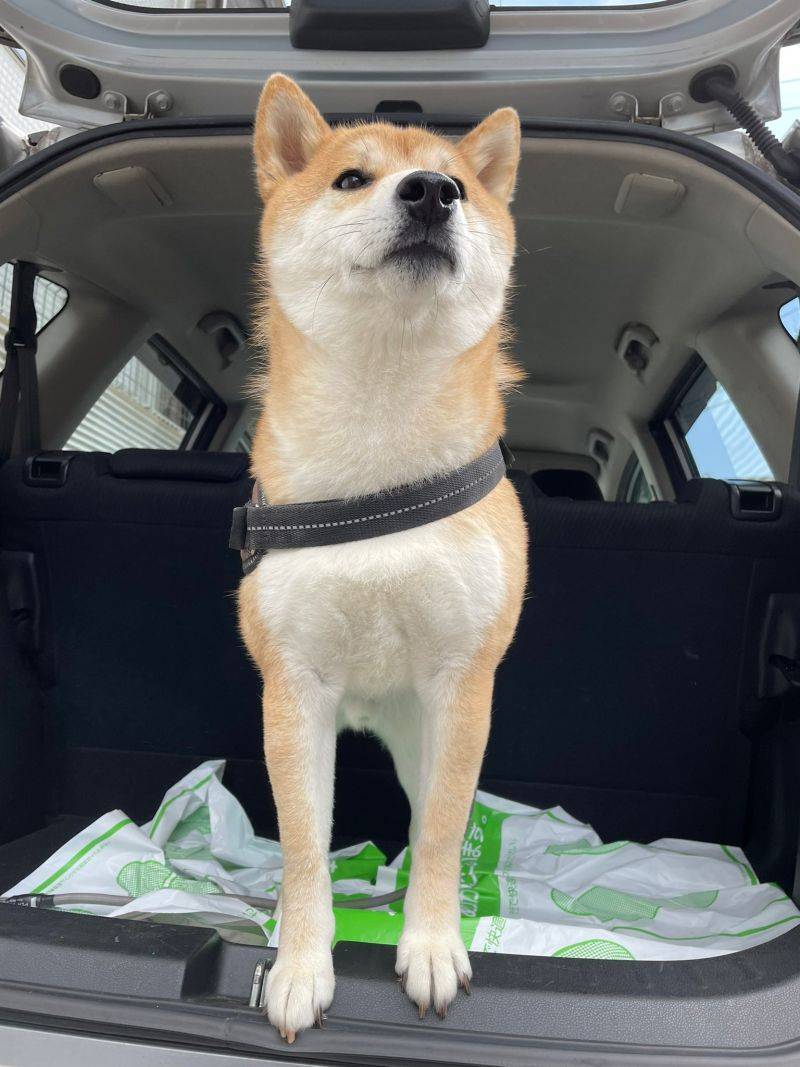 摇摆柴犬上线拍屁屁启动跳舞模式