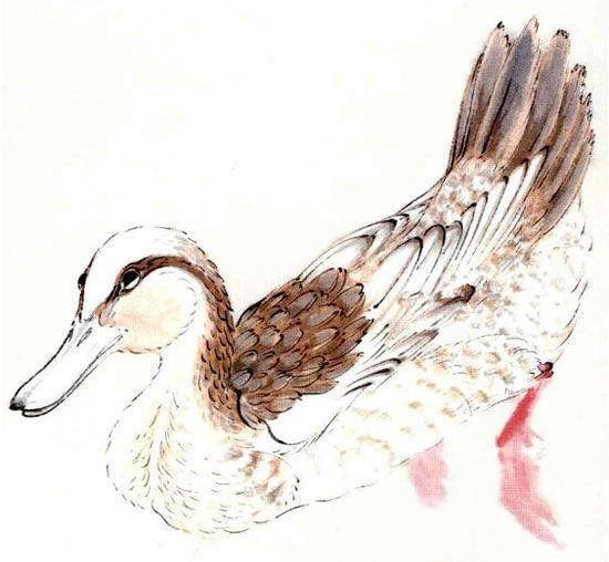 鸭子工笔画法步骤图示