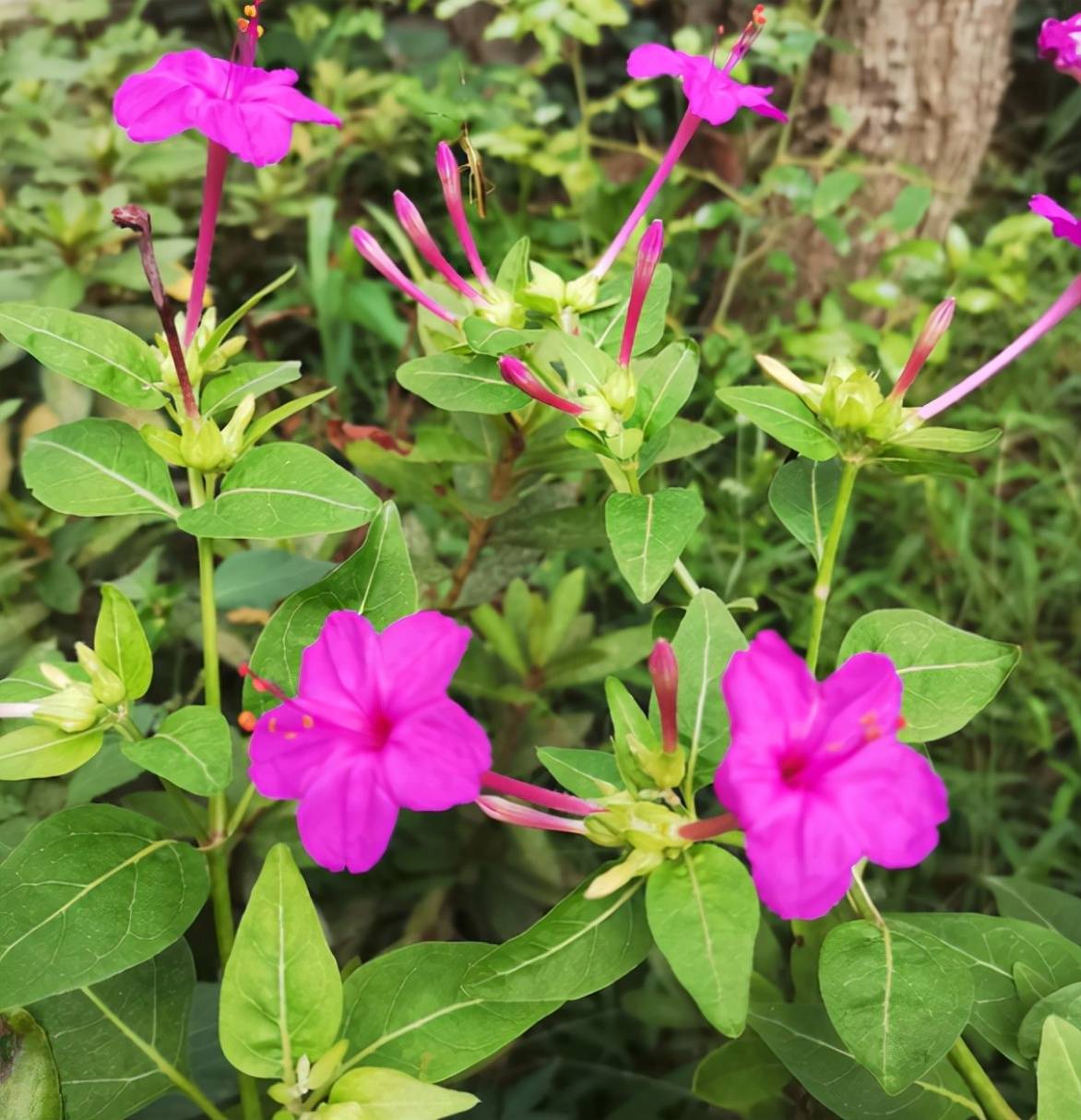 5種漂亮花,可惜名字耽誤了,開花很驚豔_光照_扶桑_地雷