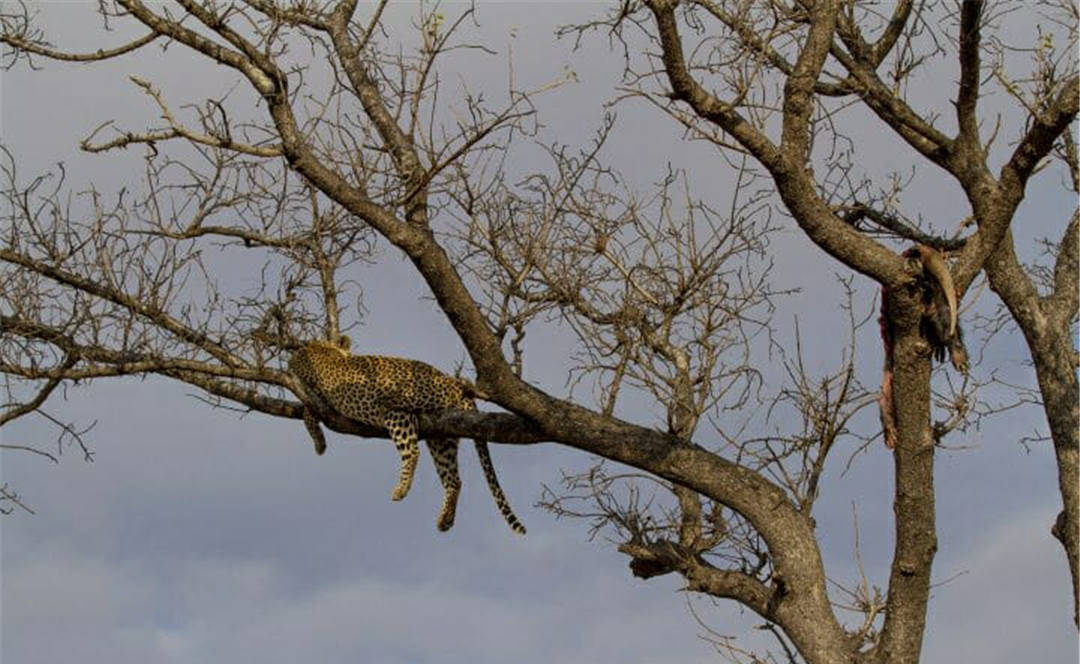 事实上,除了动物园里的土豚以外,只有在天黑之后的聚光灯下,偶尔会