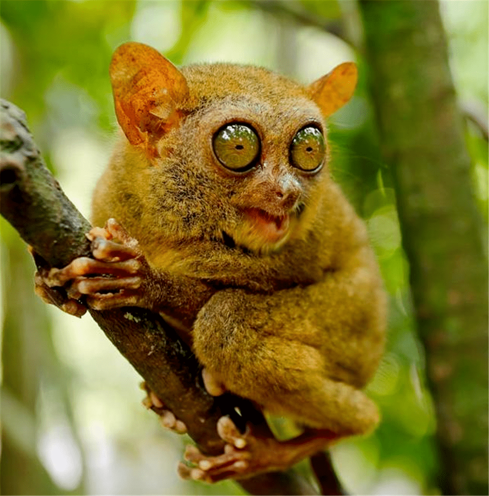 原创巧克力山出现眼镜猴身高才10厘米尾巴却长达20多厘米