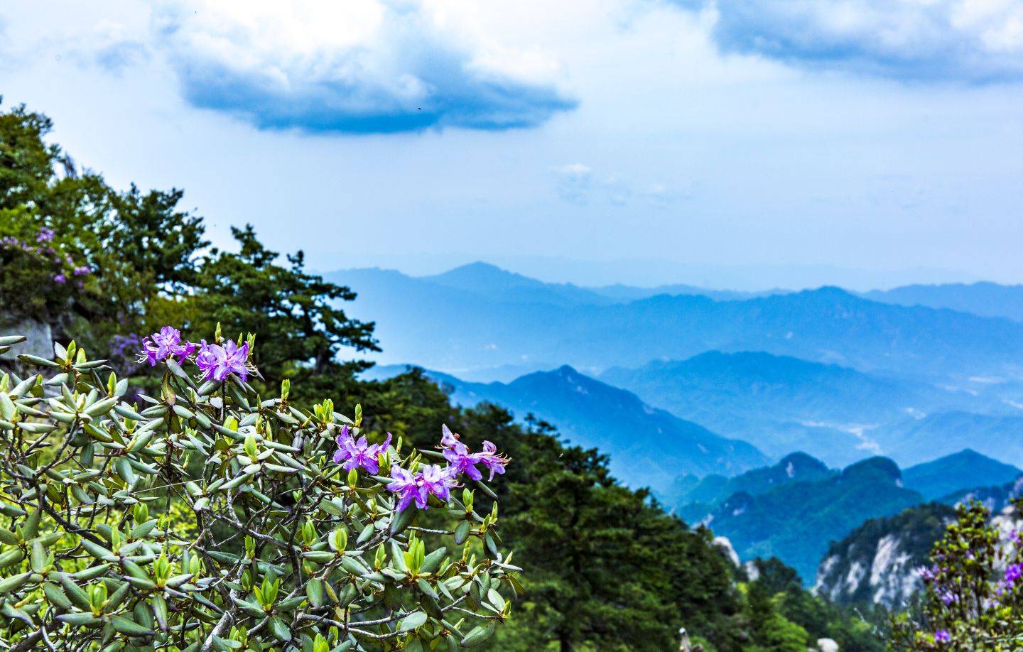 河南堯山:海拔1700米的秀雅杜鵑盛開_景區_魯山縣_平頂山