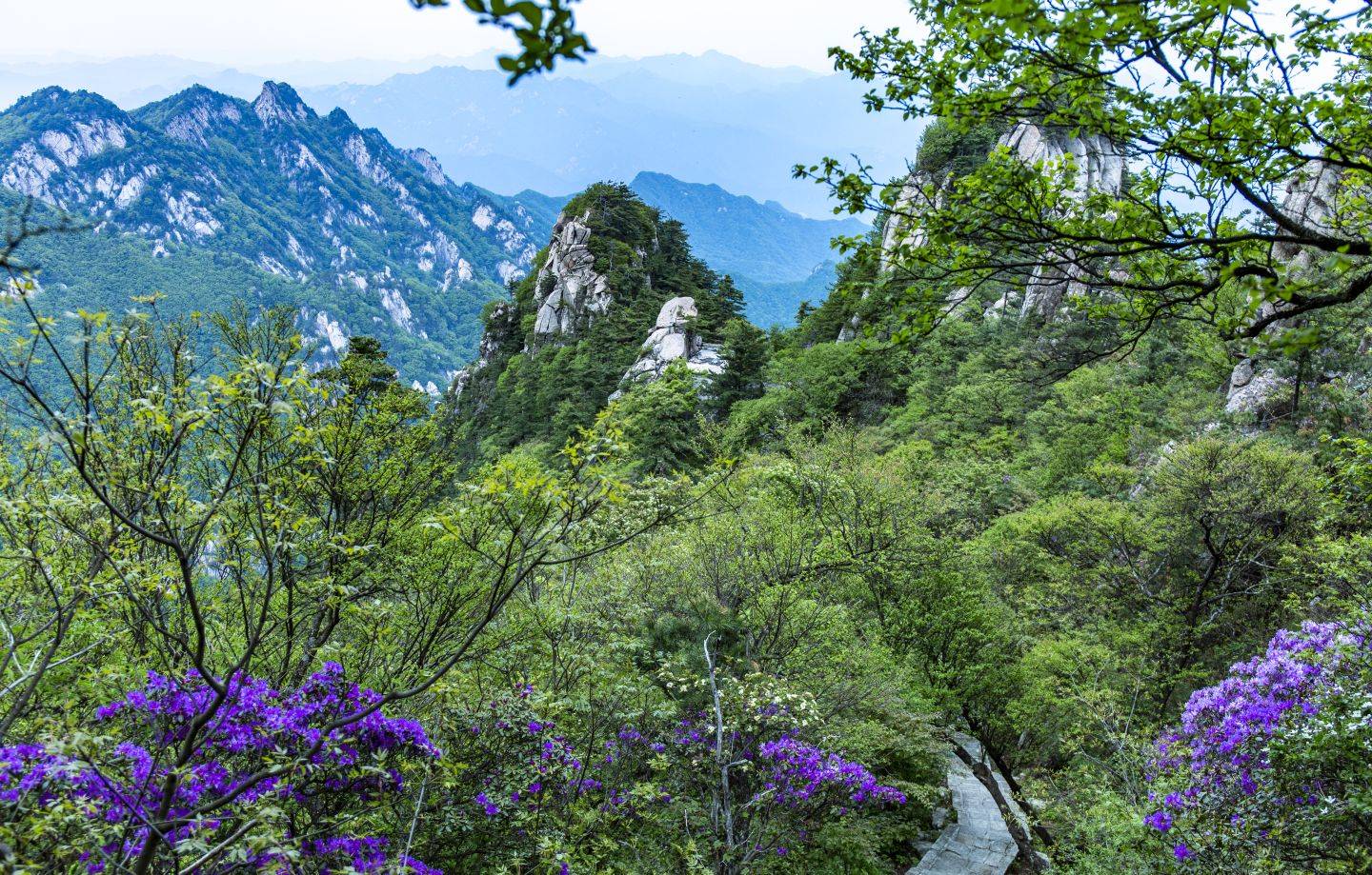 鲁山县平沟杜鹃岭图片