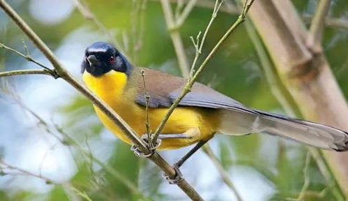 蓝冠噪鹛曾在江西婺源和云南思茅有分布记录,但目前可知的分布范围仅