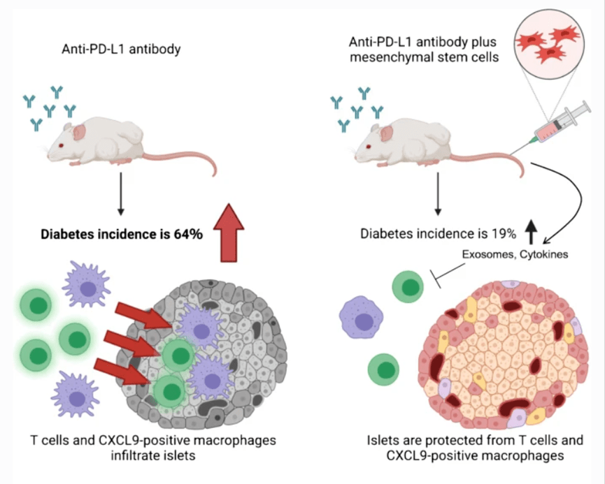 horitani等研究人员构造了贴近免疫抑制剂副作用1型糖尿病的小鼠模型