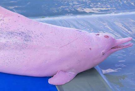 粉红瓶鼻海豚通体都是粉红色的生活在淡水之中