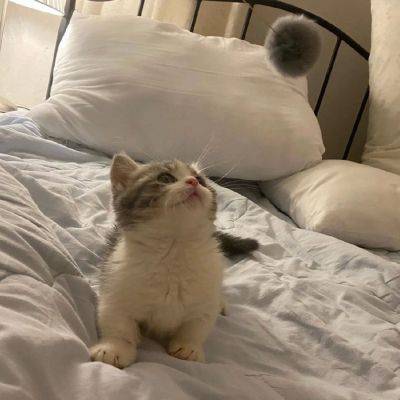 可爱的微信头像萌萌哒猫星人宠物精选图集