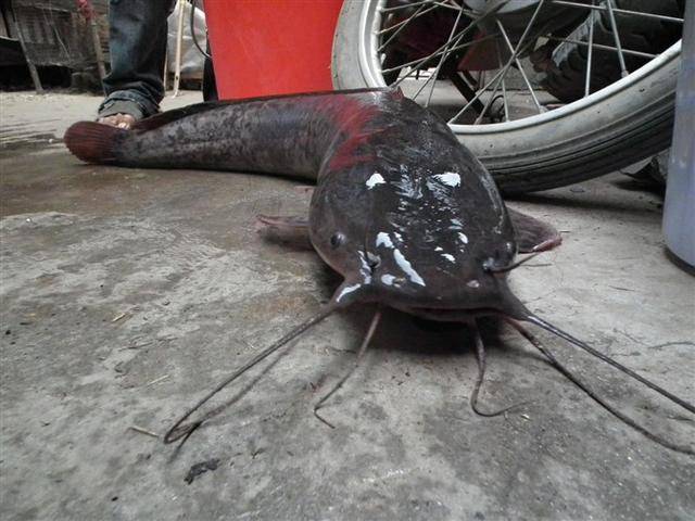 广东钓鱼人放生巨型鲶鱼惹争议网友外来物种还要放生
