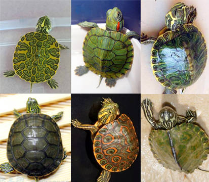 被骗了,说的火焰龟,给的却好像是巴西龟,问我巴西龟和火焰龟的区别