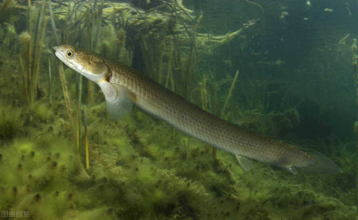 原创恐龙鱼好像水底游龙威武霸气的观赏鱼皮实好养