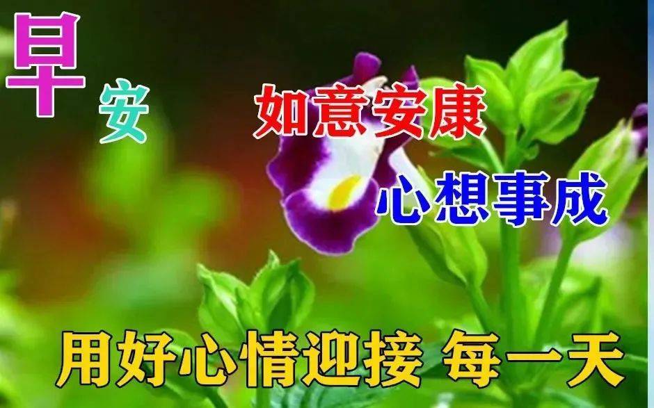 原創8張創意最美早上好動態圖片表情帶字和鮮花免打字夏日問候語配