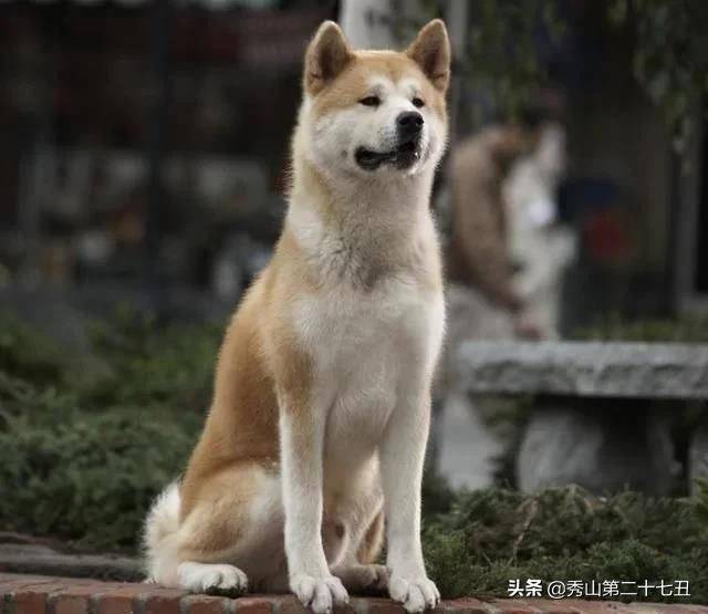 15种狗狗忠诚度排行榜 拉布拉多才排第九 主人 个性 家庭